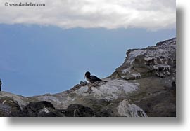 birds, cormorants, ecuador, equator, flightless, flightless cormorant, galapagos islands, horizontal, latin america, rocks, photograph