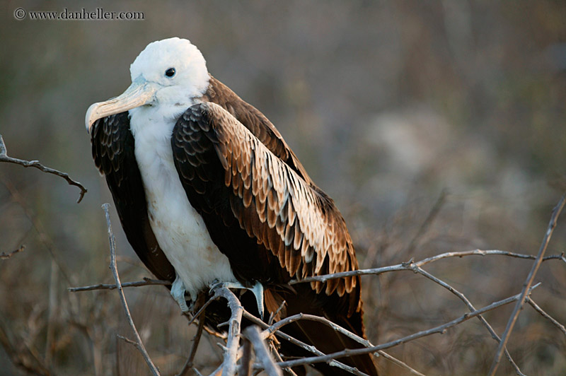 juveline-magnificent-frigatebird-01.jpg