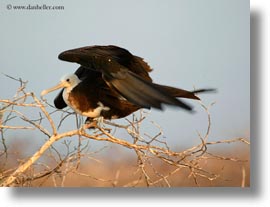 birds, ecuador, equator, frigatebirds, galapagos islands, horizontal, juveline, latin america, magnificent, magnificent frigatebird, photograph