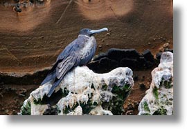 birds, ecuador, equator, frigatebirds, galapagos islands, horizontal, latin america, magnificent, magnificent frigatebird, photograph