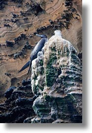 birds, ecuador, equator, frigatebirds, galapagos islands, latin america, magnificent, magnificent frigatebird, vertical, photograph