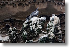 birds, ecuador, equator, frigatebirds, galapagos islands, horizontal, latin america, magnificent, magnificent frigatebird, photograph