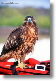 birds, ecuador, equator, galapagos, galapagos hawk, galapagos islands, hawk, latin america, vertical, photograph