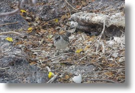 birds, ecuador, equator, galapagos, galapagos islands, galapagos mockingbird, horizontal, latin america, mockingbird, photograph