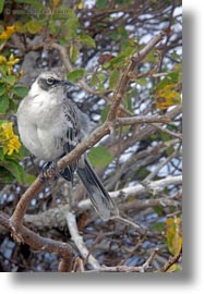 birds, ecuador, equator, galapagos, galapagos islands, galapagos mockingbird, latin america, mockingbird, vertical, photograph