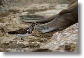 birds, ecuador, equator, galapagos, galapagos islands, galapagos mockingbird, horizontal, latin america, mockingbird, photograph