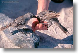 birds, ecuador, equator, galapagos, galapagos islands, galapagos mockingbird, horizontal, latin america, mockingbird, photograph