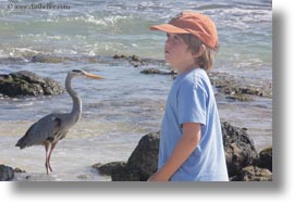 birds, blues, ecuador, equator, galapagos, galapagos islands, great blue heron, heron, horizontal, latin america, photograph