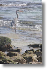 birds, blues, ecuador, equator, galapagos, galapagos islands, great blue heron, heron, latin america, vertical, photograph