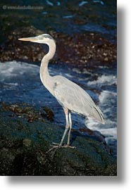 birds, blues, ecuador, equator, galapagos, galapagos islands, great blue heron, heron, latin america, vertical, photograph