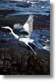 birds, blues, ecuador, equator, galapagos, galapagos islands, great blue heron, heron, latin america, vertical, photograph