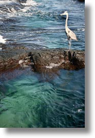 birds, blues, ecuador, equator, galapagos, galapagos islands, great blue heron, heron, latin america, vertical, photograph