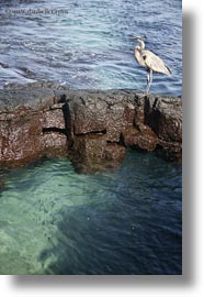 birds, blues, ecuador, equator, galapagos, galapagos islands, great blue heron, heron, latin america, vertical, photograph