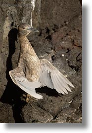 birds, blues, ecuador, equator, galapagos, galapagos islands, great blue heron, heron, latin america, vertical, photograph