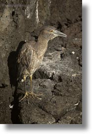 birds, blues, ecuador, equator, galapagos, galapagos islands, great blue heron, heron, latin america, vertical, photograph