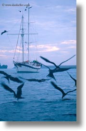 birds, boats, dusk, ecuador, equator, galapagos islands, latin america, miscellaneous, vertical, photograph