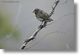 birds, ecuador, equator, finch, galapagos islands, horizontal, latin america, miscellaneous, photograph