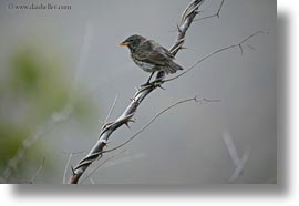 birds, ecuador, equator, finch, galapagos islands, horizontal, latin america, miscellaneous, photograph