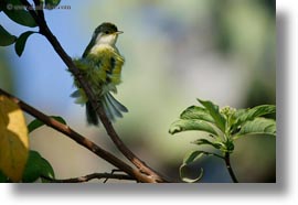 billed, birds, ecuador, equator, flycatcher, galapagos islands, horizontal, large, latin america, miscellaneous, photograph