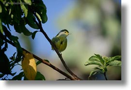 billed, birds, ecuador, equator, flycatcher, galapagos islands, horizontal, large, latin america, miscellaneous, photograph