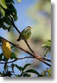 billed, birds, ecuador, equator, flycatcher, galapagos islands, large, latin america, miscellaneous, vertical, photograph