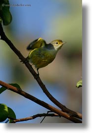 billed, birds, ecuador, equator, flycatcher, galapagos islands, large, latin america, miscellaneous, vertical, photograph