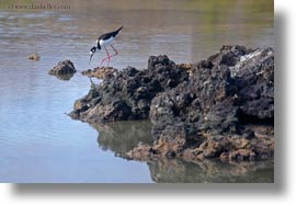 birds, ecuador, equator, galapagos islands, horizontal, latin america, legged, miscellaneous, red, stilts, photograph