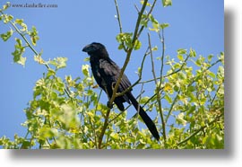 ani, birds, ecuador, equator, galapagos islands, horizontal, latin america, miscellaneous, smoothbilled, photograph