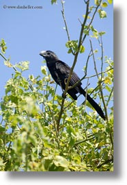 ani, birds, ecuador, equator, galapagos islands, latin america, miscellaneous, smoothbilled, vertical, photograph