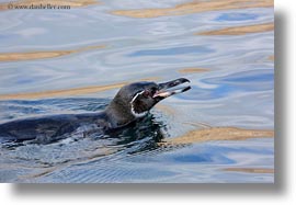 birds, ecuador, equator, galapagos, galapagos islands, horizontal, latin america, penguins, photograph