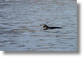 birds, ecuador, equator, galapagos, galapagos islands, horizontal, latin america, penguins, photograph