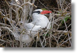 billed, billed tropicbird, birds, ecuador, equator, galapagos islands, horizontal, latin america, red, tropicbird, photograph