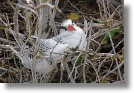 billed, billed tropicbird, birds, ecuador, equator, galapagos islands, horizontal, latin america, red, tropicbird, photograph