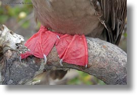 birds, boobies, ecuador, equator, feet, footed, footed boobies, galapagos islands, horizontal, latin america, red, photograph