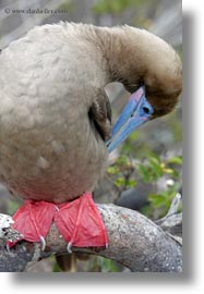 birds, boobies, ecuador, equator, feet, footed, footed boobies, galapagos islands, latin america, red, vertical, photograph