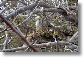 birds, boobies, ecuador, equator, footed, footed boobies, galapagos islands, horizontal, latin america, red, trees, photograph