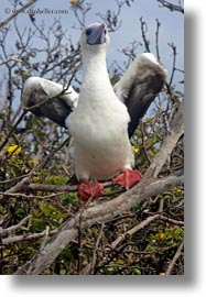 birds, boobies, ecuador, equator, footed, footed boobies, galapagos islands, latin america, red, trees, vertical, photograph