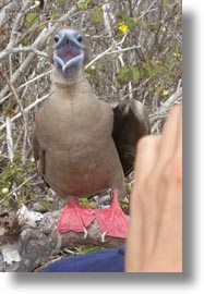 birds, boobies, ecuador, equator, footed, footed boobies, galapagos islands, latin america, red, trees, vertical, photograph