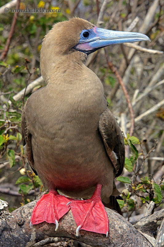 red-footed-boobies-in-tree-11.jpg