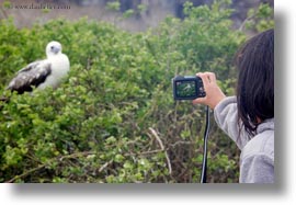 birds, boobies, ecuador, equator, footed, footed boobies, galapagos islands, horizontal, latin america, red, trees, photograph