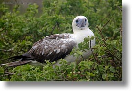 birds, boobies, ecuador, equator, footed, footed boobies, galapagos islands, horizontal, latin america, red, trees, photograph