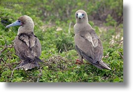 birds, boobies, ecuador, equator, footed, footed boobies, galapagos islands, horizontal, latin america, red, trees, photograph