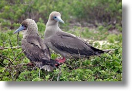 birds, boobies, ecuador, equator, footed, footed boobies, galapagos islands, horizontal, latin america, red, trees, photograph