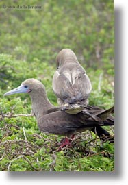 birds, boobies, ecuador, equator, footed, footed boobies, galapagos islands, latin america, red, trees, vertical, photograph