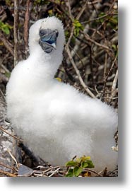 birds, boobies, ecuador, equator, footed, footed boobies, galapagos islands, juvenile, latin america, red, vertical, photograph