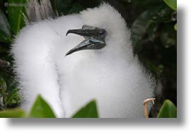 birds, boobies, ecuador, equator, footed, footed boobies, galapagos islands, horizontal, juvenile, latin america, red, photograph