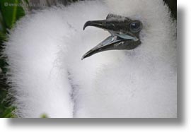 birds, boobies, ecuador, equator, footed, footed boobies, galapagos islands, horizontal, juvenile, latin america, red, photograph