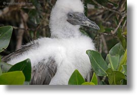 birds, boobies, ecuador, equator, footed, footed boobies, galapagos islands, horizontal, juvenile, latin america, red, photograph