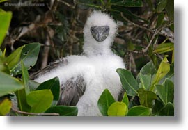 birds, boobies, ecuador, equator, footed, footed boobies, galapagos islands, horizontal, juvenile, latin america, red, photograph