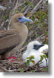 babies, birds, boobies, ecuador, equator, footed, footed boobies, galapagos islands, latin america, red, vertical, photograph